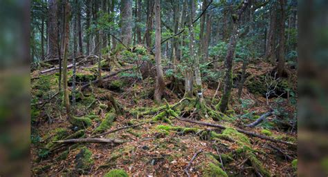 Suicide Forest of Japan | Times of India Travel