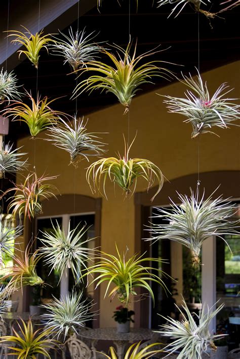 Our Visitor Center has a wall of Tillandsia (air plants) on display. A ...