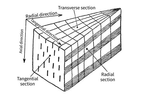 Longitudinal Section And