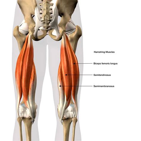 Proximal Hamstring Tendon