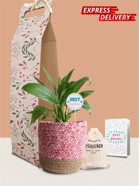 Peace Lily Plant Gift in Eco Pot (Medium) – Greenkin
