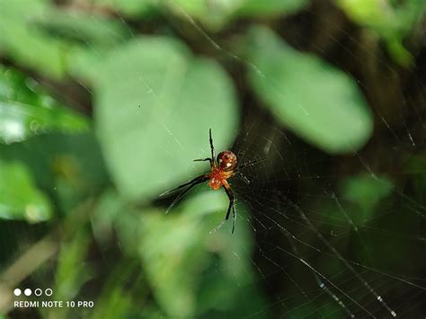 Beautiful Red Colour Spider — Hive