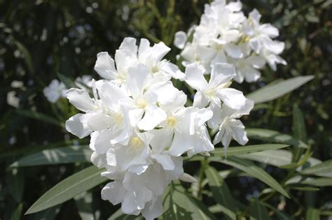 Nerium Oleander White