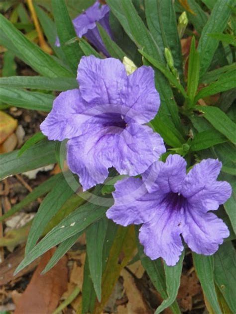 Buy Ruellia Simplex Plant Online | Ruellia Simplex Plant Plant
