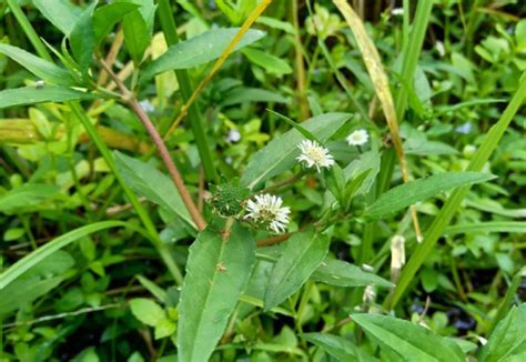 LIV-DS | Ayurvedic Liver Detox Capsules