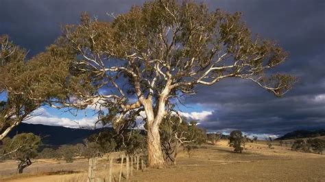 Yellow Box Tree: Unveiling the Secrets of This Hardy Australian Native ...