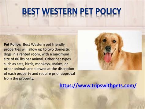 PPT - Pet-Friendly Policies Pet-Friendly Hotels Guide PowerPoint ...