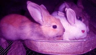 Image result for Wild Rabbit Bunnies