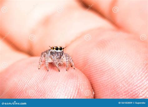 The Smallest Spider In The World