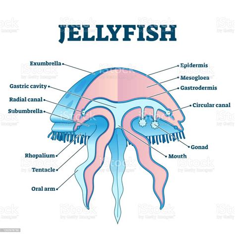 Box Jellyfish Physical Description at Juana Faller blog