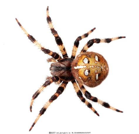 世界上十大最毒蜘蛛最新排行,每一种都有让你望而生畏的骇人能力_天涯八卦网