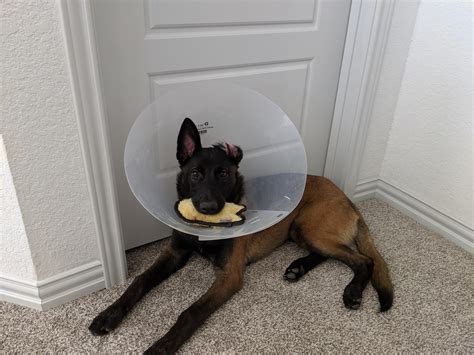 No take, only throw! : r/BelgianMalinois