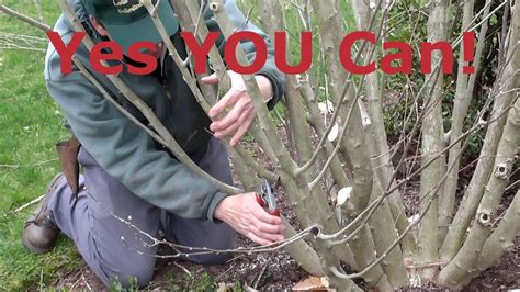 How to prune rose of Sharon (Hibiscus syriacus). Rose of Sharon should ...