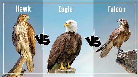 Difference Between Hawk Eagle Falcon And Kite at Juan Delaney blog