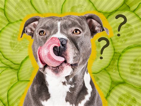 Can My Dogs Eat Cucumber?