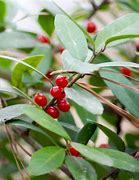 Image result for Yaupon Holly Shrub