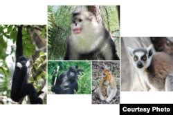More than Half of the World’s Primates Disappearing