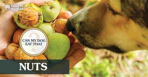 Can My Dog Eat Nuts?