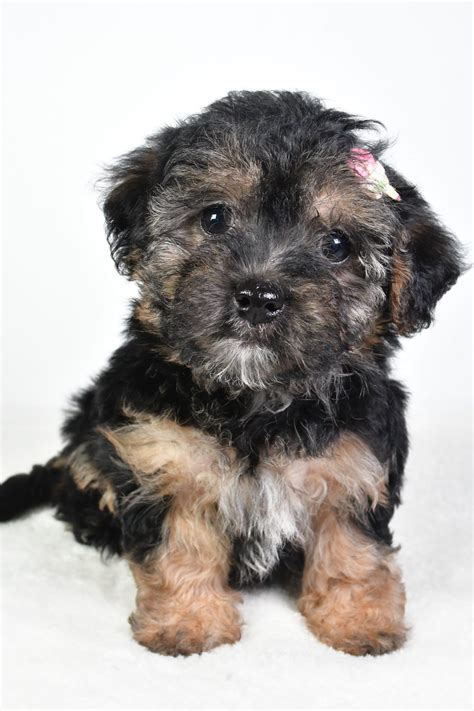 Lottie - Yorkiepoo Puppy for Sale in Baltic, OH | Lancaster Puppies