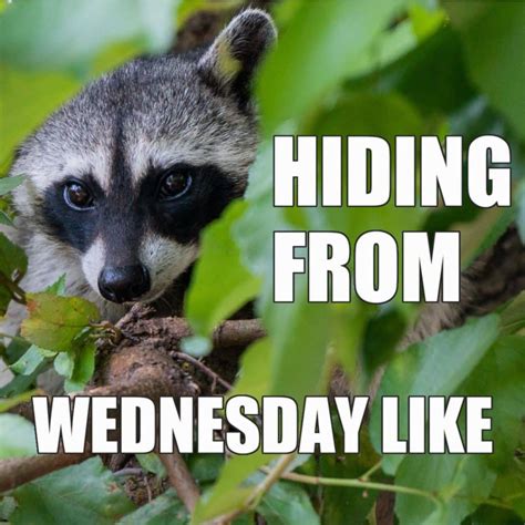 25 Cute Wednesday Memes To Make You Smile On Hump Day