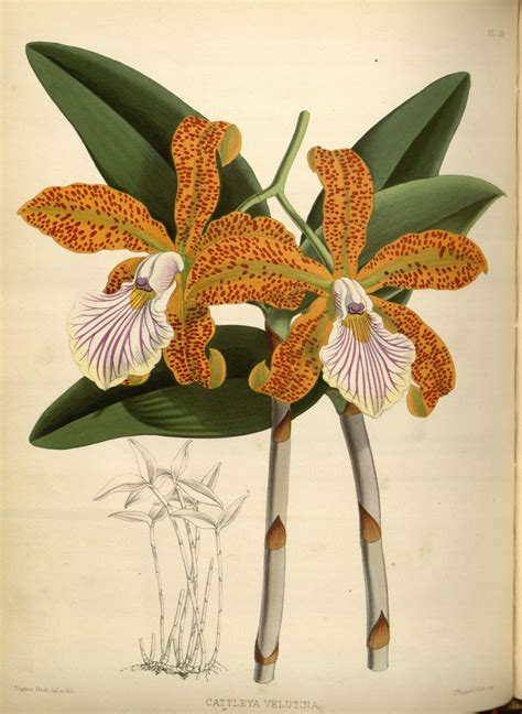 botanical illustration orchid