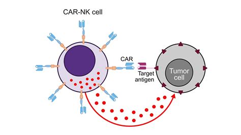 Enhancing CAR NK-cell research with chemically defined serum-free ...