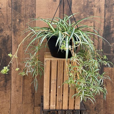 Hanging Spider Plant
