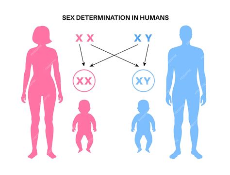 Premium Vector | Sex determination in humans male and female sperm and eggs x and y chromosomes ...