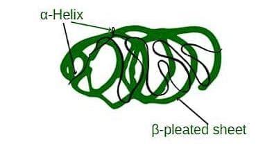 Protein and Structure of Protein - Biology Class 11 - NEET PDF Download