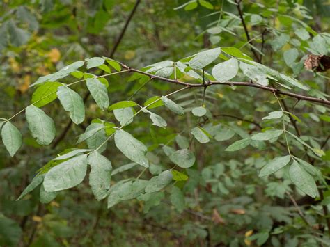 common prickly-ash - Woody Plants of Ohio