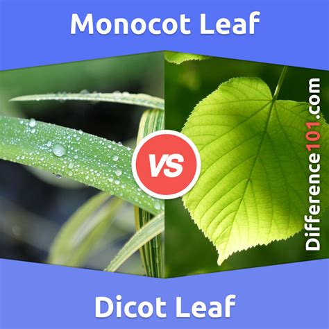 Monocot Leaf vs. Dicot Leaf: 7 Key Differences, Pros & Cons ...