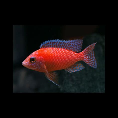 [ 2 Piece ₹860 ] Dragon Blood Cichlid