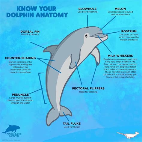 Instagram photo by Peppermint Narwhal • Mar 31, 2016 at 10:43pm UTC | Dolphin facts, Fun facts ...