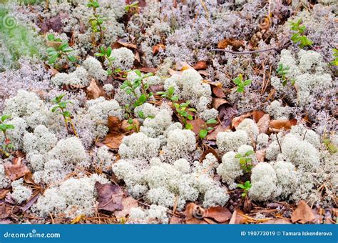 Lichens `white Mosses` Reindeer Moss-reindeer Moss, Dormant, Tsetraria Icelandic Moss Grows in ...
