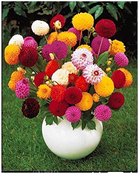 Buy Flower Seeds Dahlia-Pompon Mixed Flower Seeds For Commercial ...