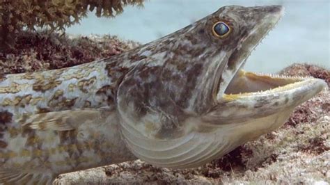 Download Vibrant And Exotic Lizardfish In Its Natural Habitat Wallpaper | Wallpapers.com