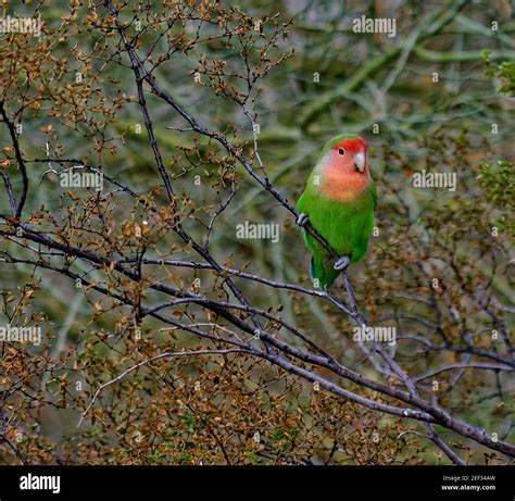African Peach-Faced Lovebird Perched on Tree Branch Stock Photo - Alamy