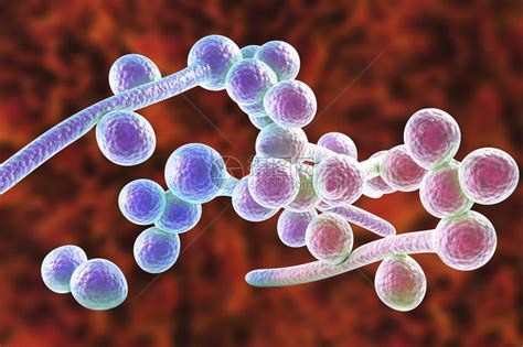 光滑念珠菌-念珠菌显色 -微生物图片-青岛海博生物