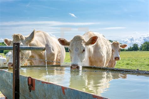 Cows drinking from a water trough — Photo — Lightstock