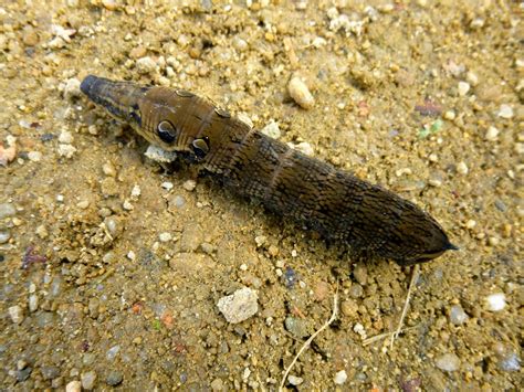 FLOBBERLOB: September 2013