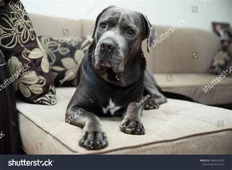 16 Cane Corso Dog Bed Images, Stock Photos & Vectors | Shutterstock