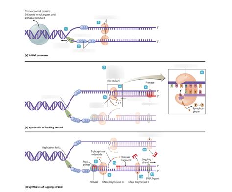 Image result for Process of DNA Replication Steps
