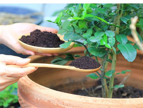 How to Use Coffee Grounds to Fertilize Evergreens