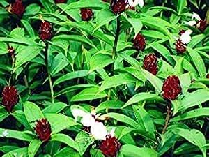 UJJAISEEDS 8 Rhizomes Insulin Plant Rhizome Costus igneus Medicinal ...