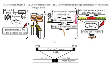 Library Screening 的图像结果
