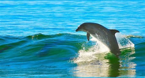 panchatatva pratapgarh three arrested fo killing dolphin