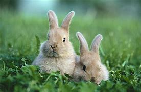 Image result for Cute Rabbit 1223
