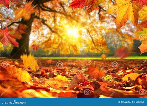 Autumn Leaves Falling on the Ground in a Park Stock Photo - Image of ...