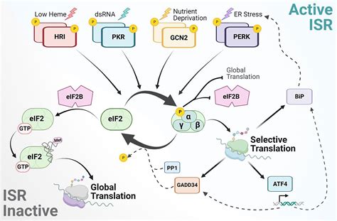 Frontiers | The integrated stress response in cancer progression: a ...