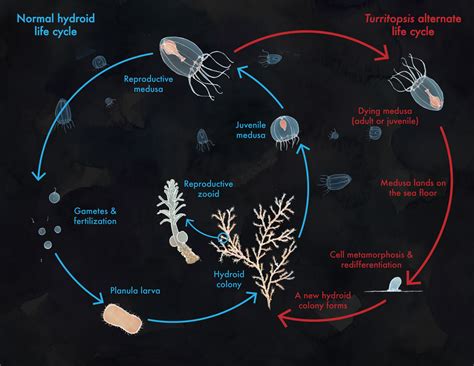 🔥 The immortal jellyfish (Turritopsis dohrnii) is considered the only animal on Earth that can ... - reproduction of immortal jellyfish